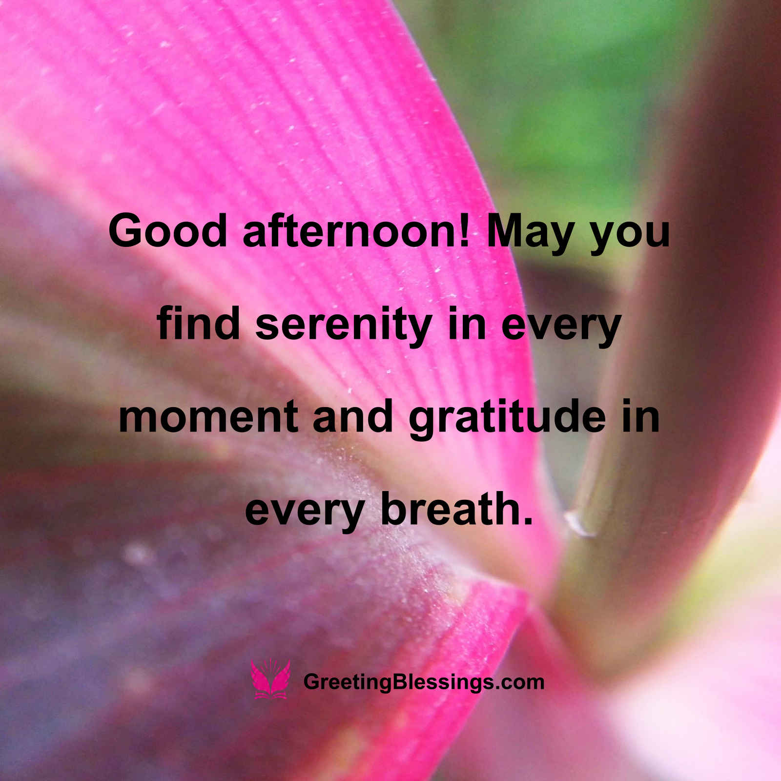 Good Afternoon Blessings of Gratitude
